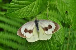 Image of Canary Islands Large White