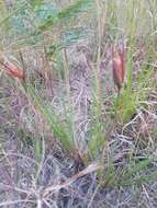 Image of Patersonia sericea R. Br.