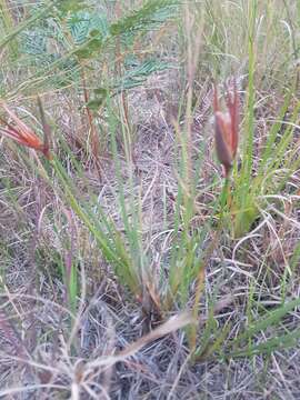 Image of Patersonia sericea R. Br.