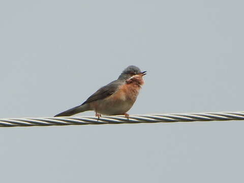 Image of Western Subalpine Warbler