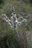 Image of Asparagus capensis L.