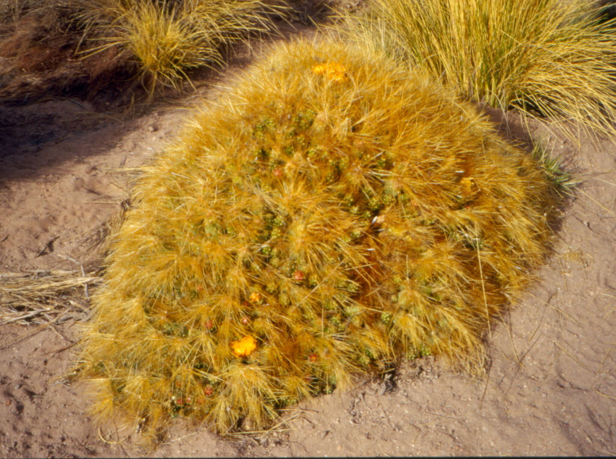 Image of Cumulopuntia glomerata