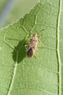 Image of Arocatus longiceps Stal & C. 1872