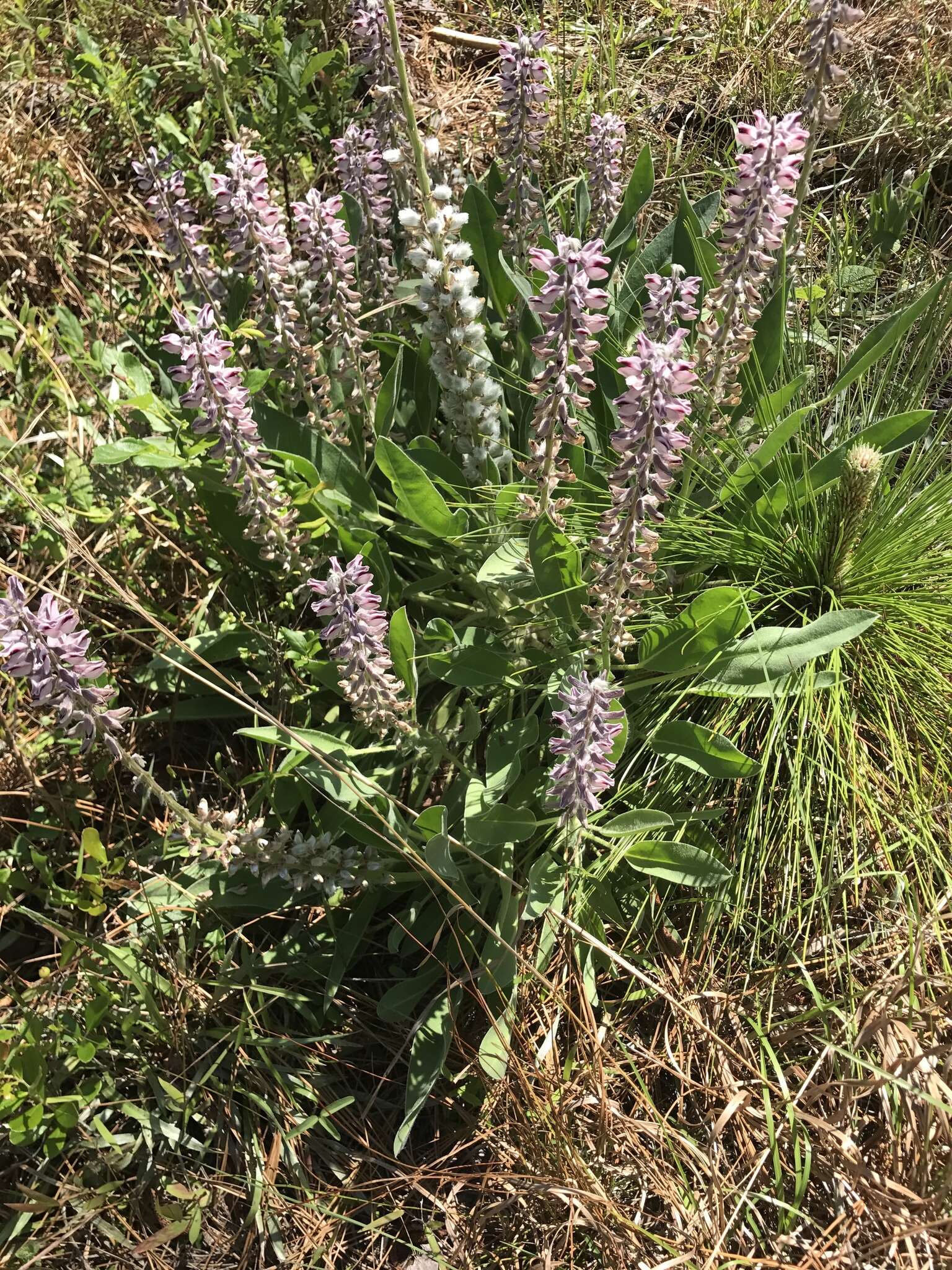 Imagem de Lupinus villosus Willd.