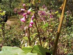 Image of Senecio callosus Sch. Bip.