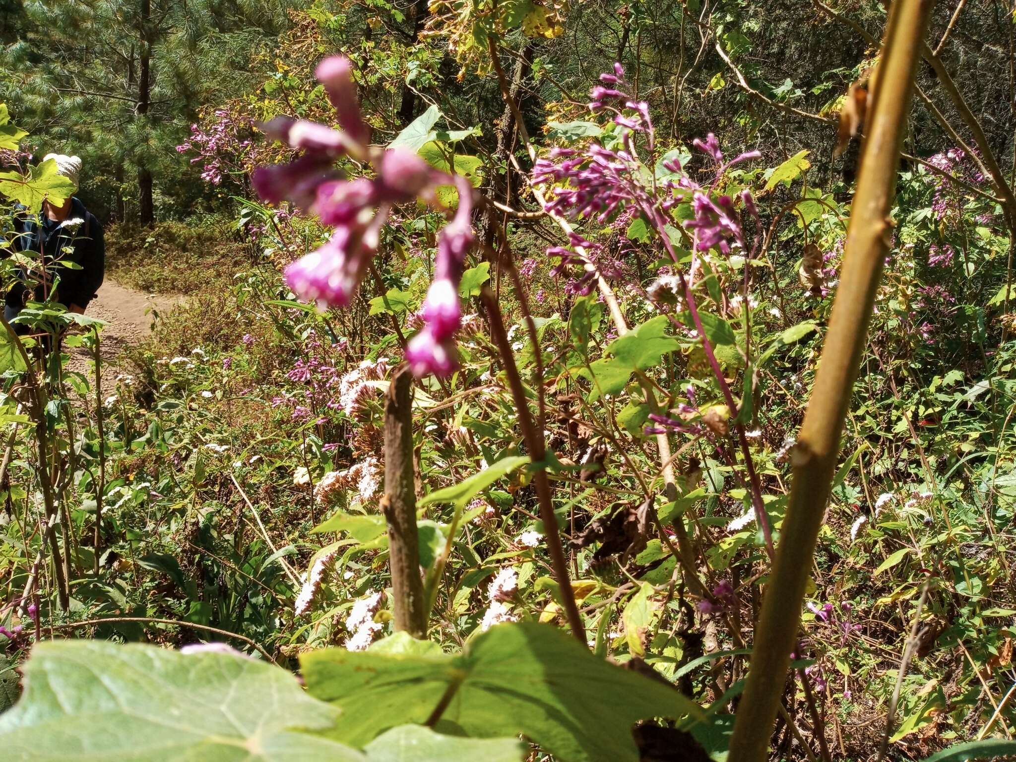 Image of Senecio callosus Sch. Bip.