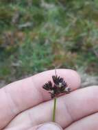 Image of Juncus dregeanus subsp. dregeanus