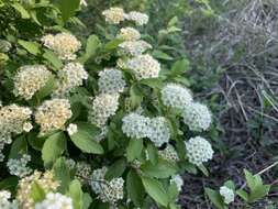 Image of Spiraea pubescens Turcz.