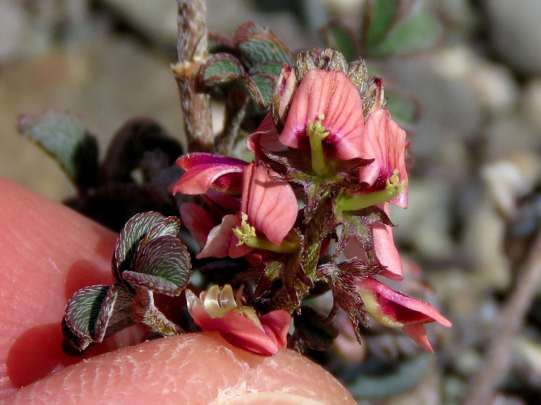 Plancia ëd Indigofera alternans DC.