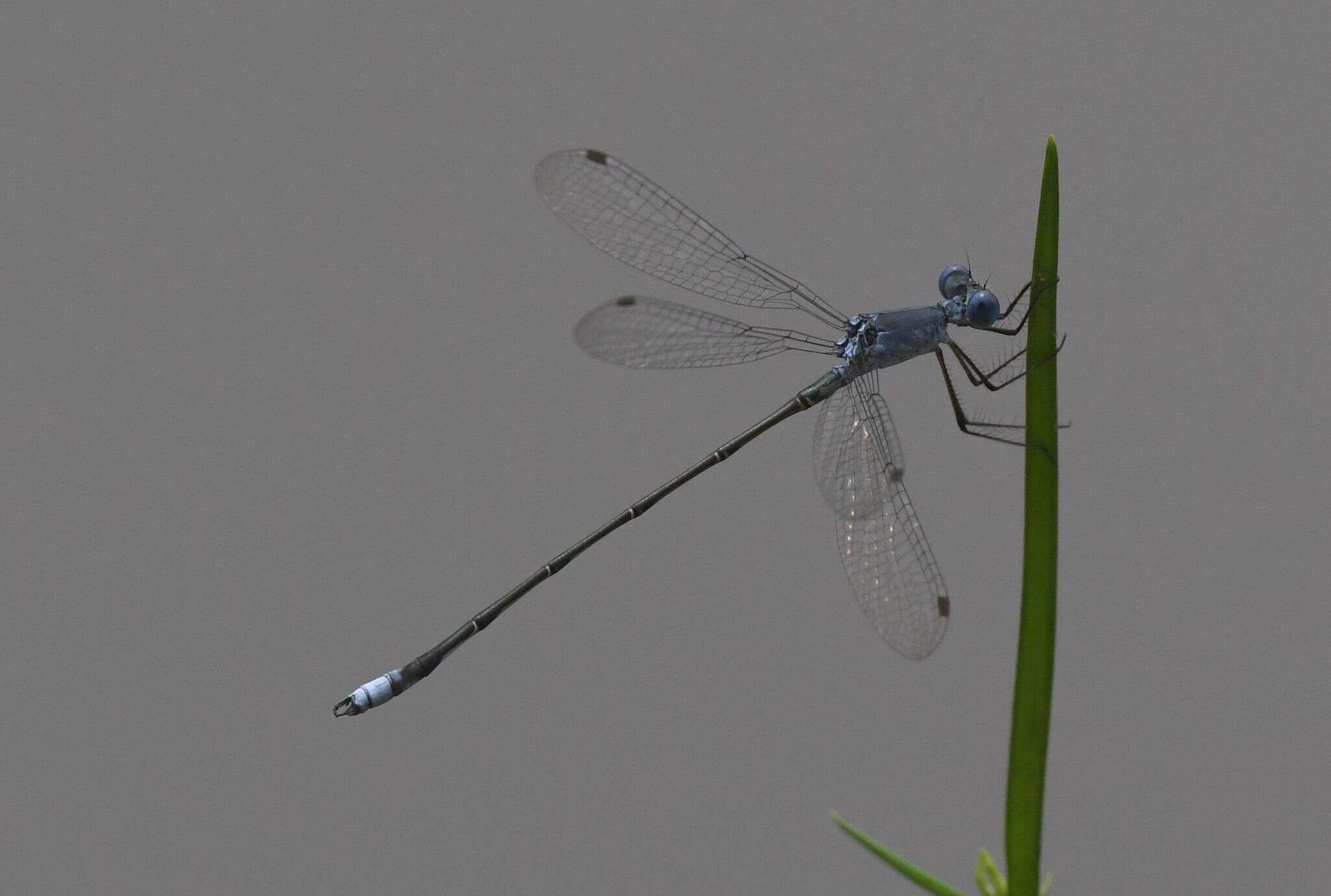 Image of <i>Lestes simulatrix</i>