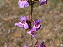 Image of handsome beardtongue