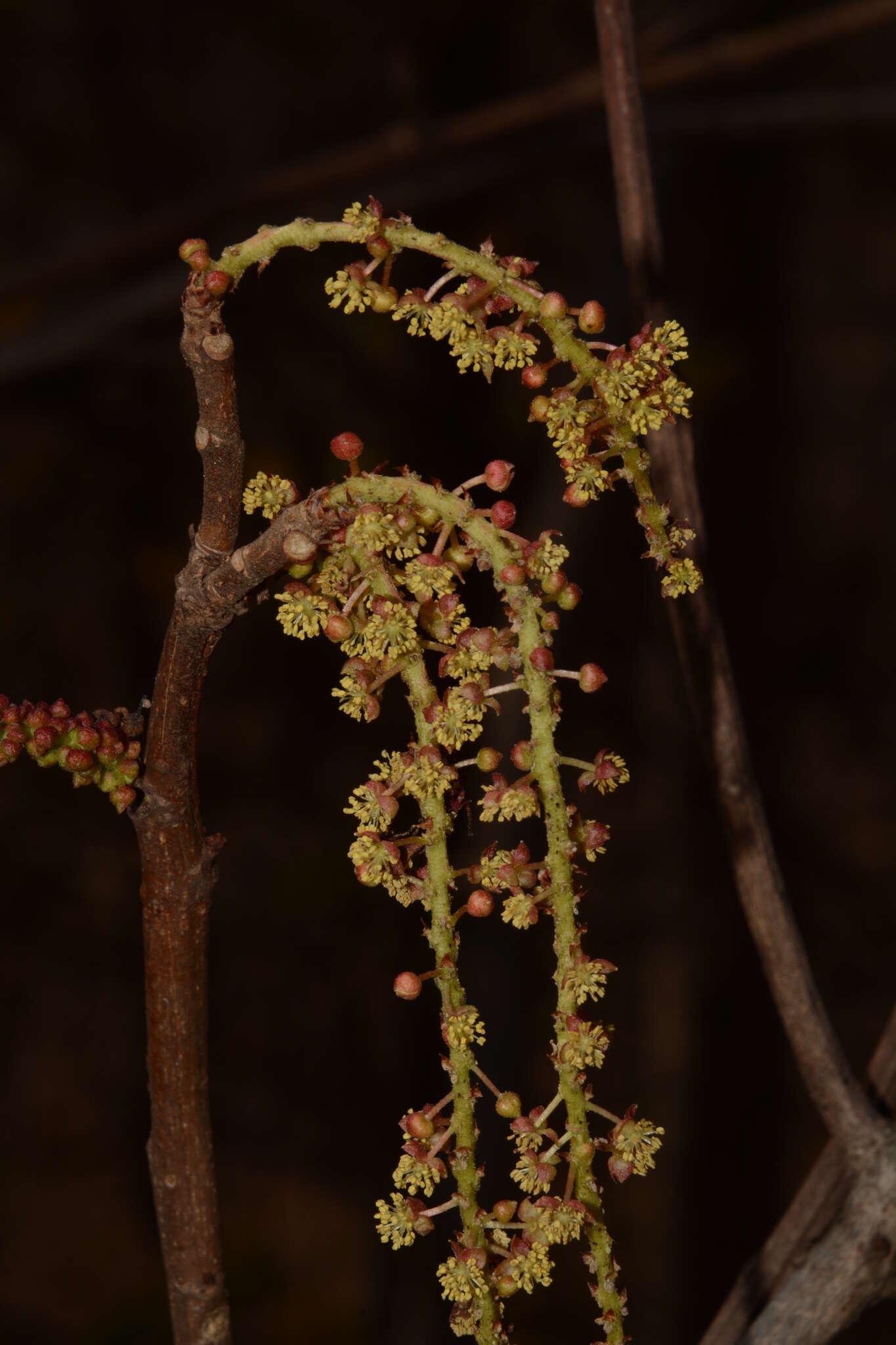 Image of Mallotus polycarpus (Benth.) Kulju & Welzen