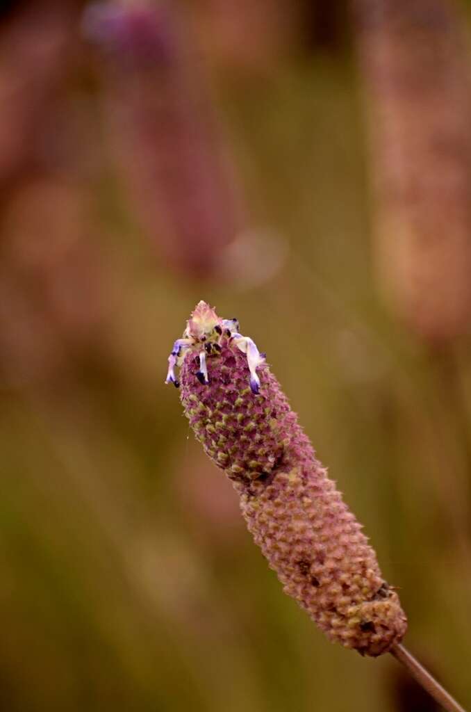 Image of <i>Coleus strobilifer</i>