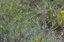 Image of Stirlingia latifolia (R. Br.) Steudel