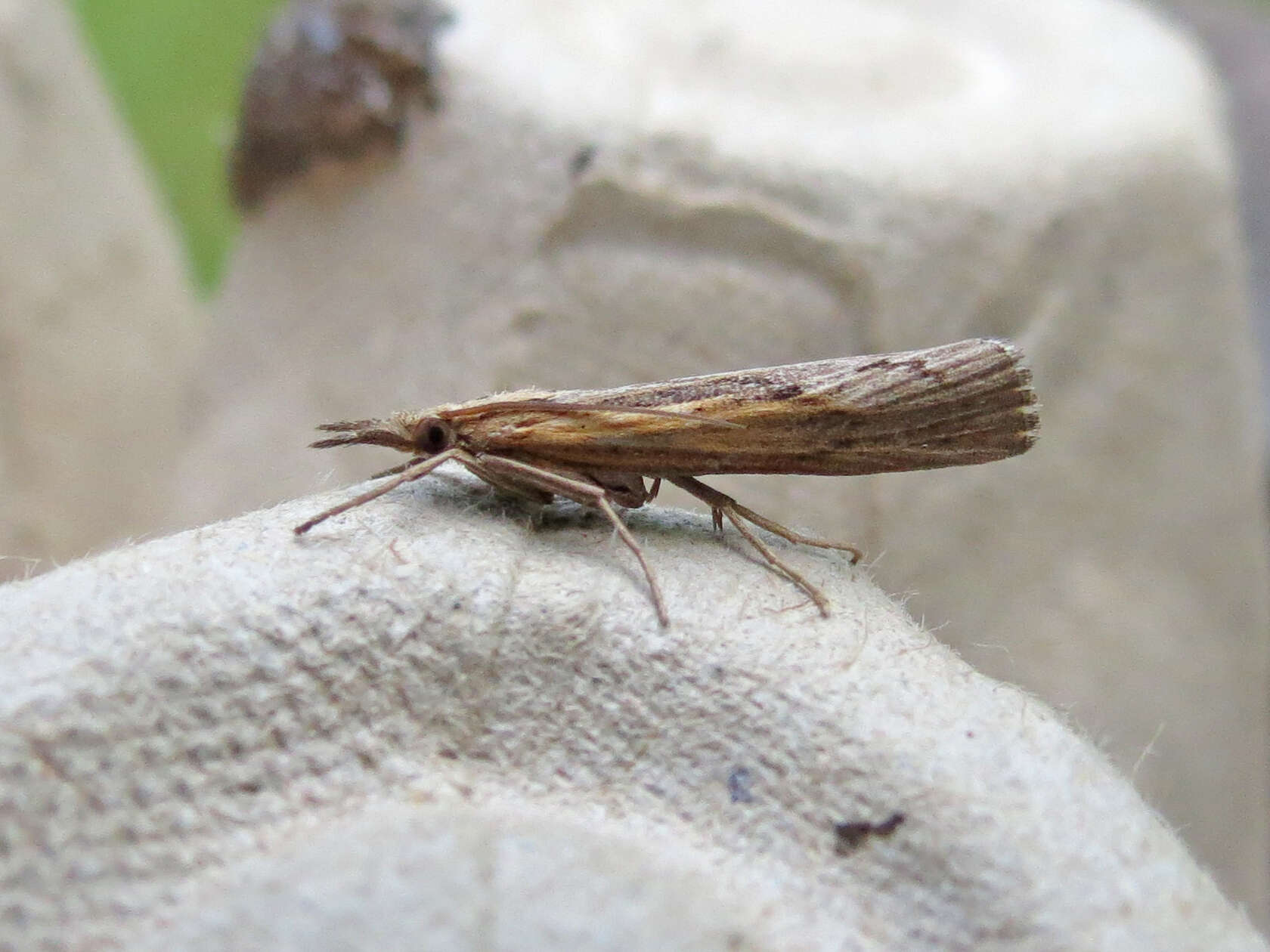 Image of Sod Webworm