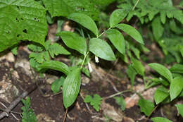 Image of Polygonatum desoulavyi Kom.