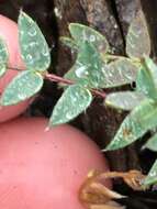 Image of <i>Oxytropis nigrescens</i> var. <i>lonchopoda</i> Barneby