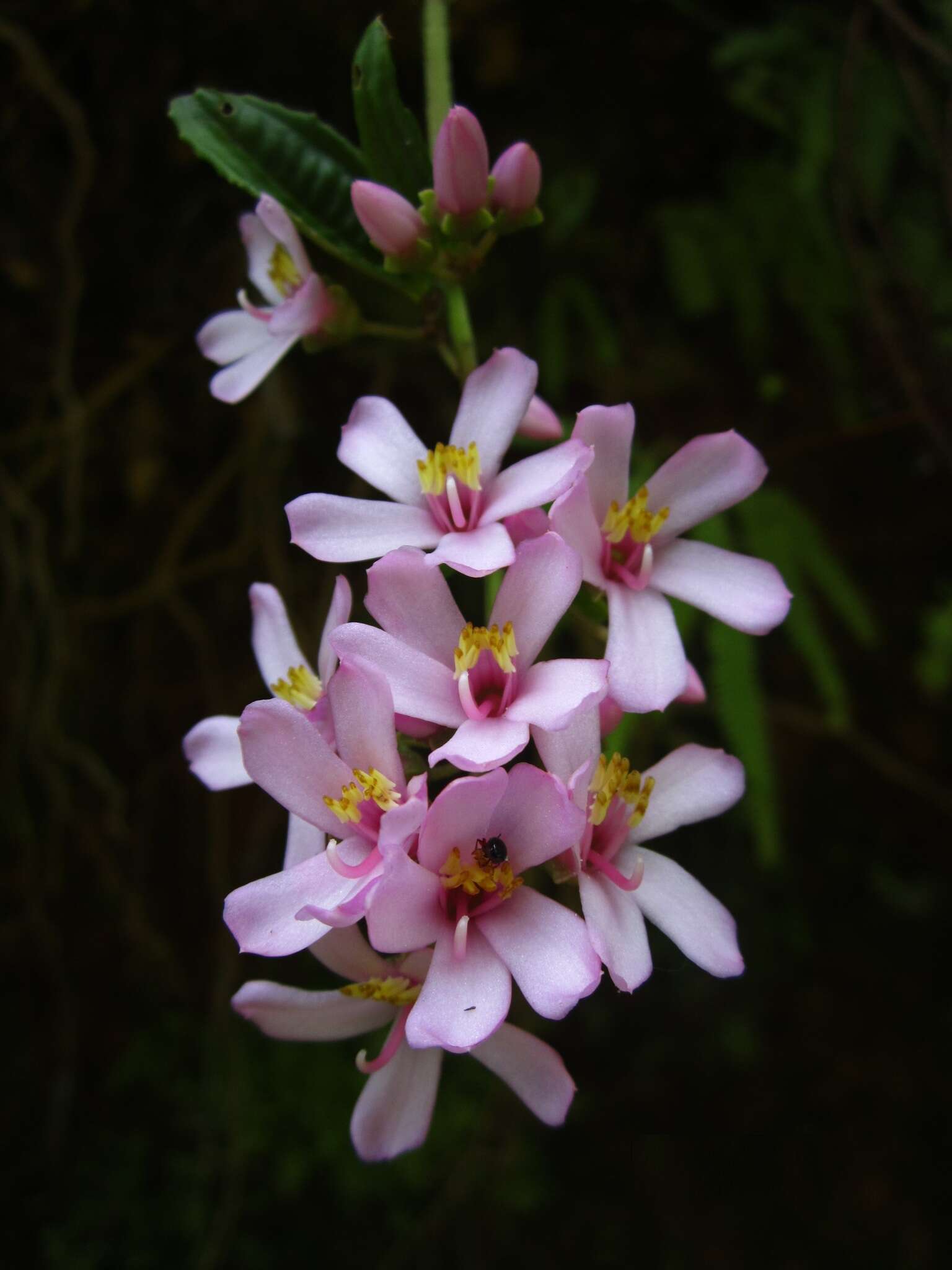 Image of Gravesia laxiflora (Naud.) Drake