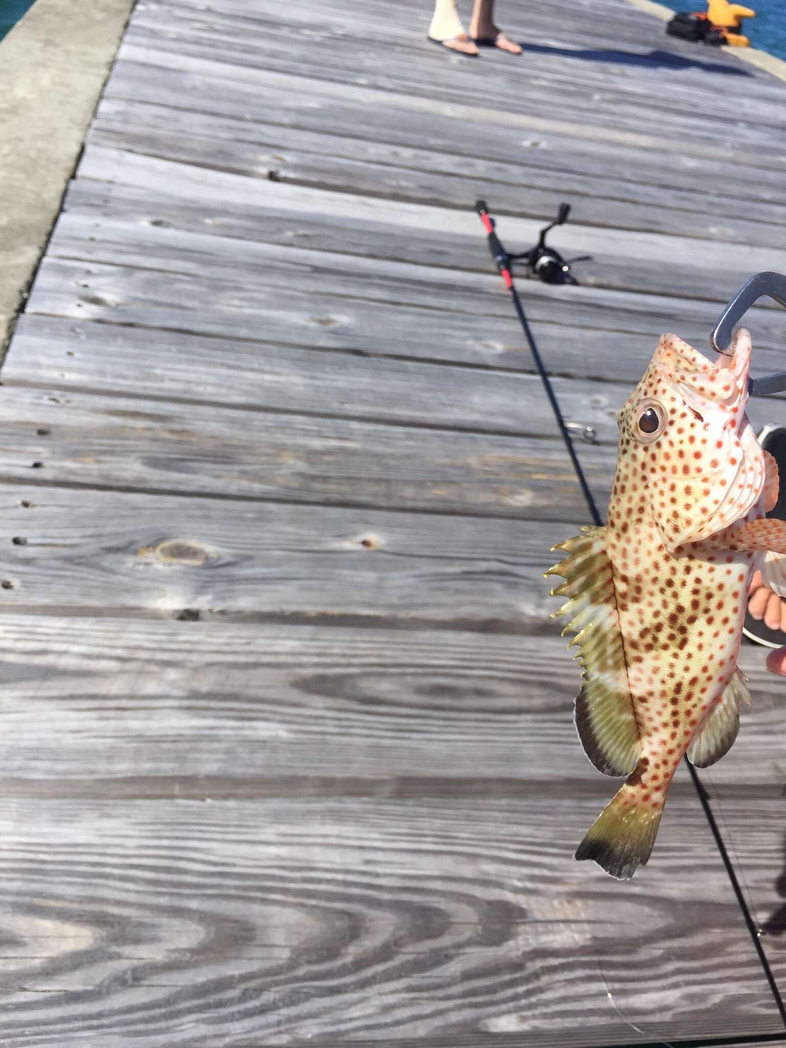 Слика од Epinephelus guttatus (Linnaeus 1758)