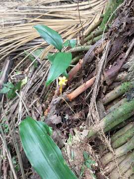 Image of Leafless Ghostplant