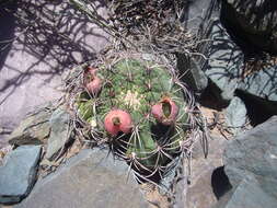 Image of Gymnocalycium saglionis (F. Cels) Britton & Rose