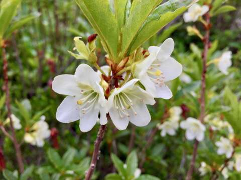 Rhododendron albiflorum Hook. resmi