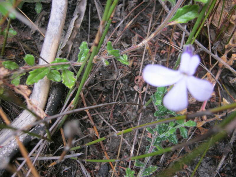 Слика од Lobelia dichroma Schltr.