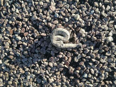 Image of Namaqua Dwarf Adder