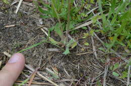 Image of Dwarf dandelion