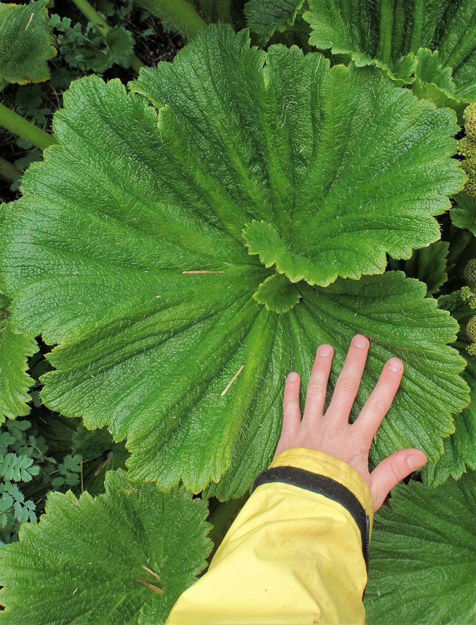 Imagem de Azorella polaris (Hombr.) G. M. Plunkett & A. N. Nicolas