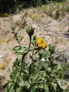 Plancia ëd Geraea viscida (A. Gray) Blake