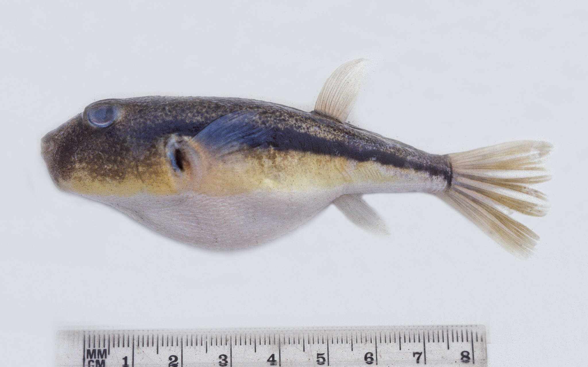 Image of Brush-tail toadfish