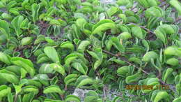 Image of oval-leaf clustervine