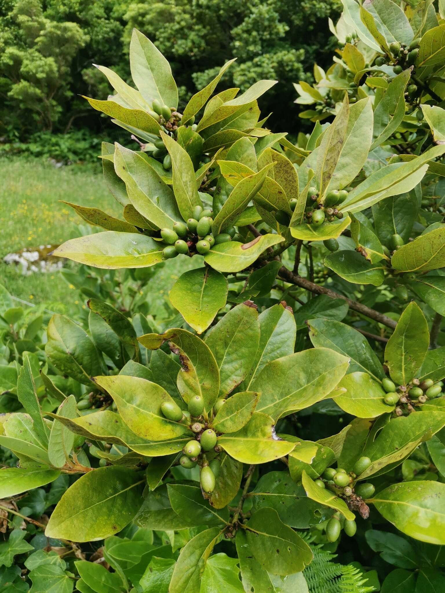 Image of Azores laurel