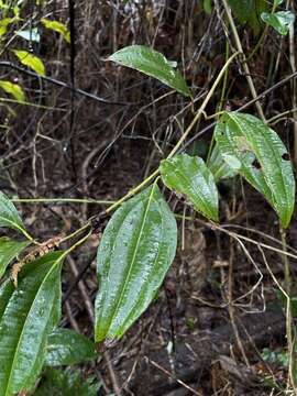 Image of Miconia borinquensis