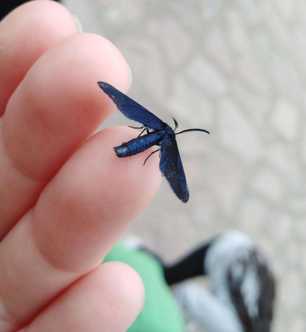 Image of Western Grapeleaf Skeletonizer