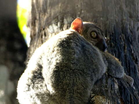 Image of Randrianasolo's Sportive Lemur