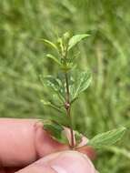 Image of Swamp Snakeherb