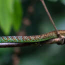 Image of Hughes' Green Snake