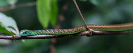 Image of Hughes' Green Snake