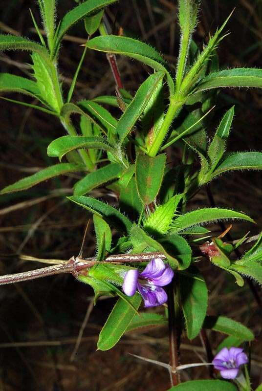 Image of Barleria oxyphylla Lindau