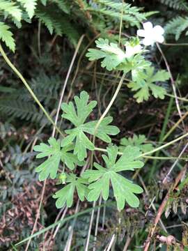 Imagem de Geranium potentilloides L'Hér. ex DC.