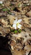 Image of Rue-Anemone