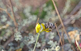 Image of Anthophora alluaudi Pérez 1902