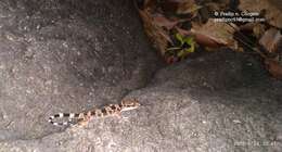 Image of Spotted Leaf-toed Gecko