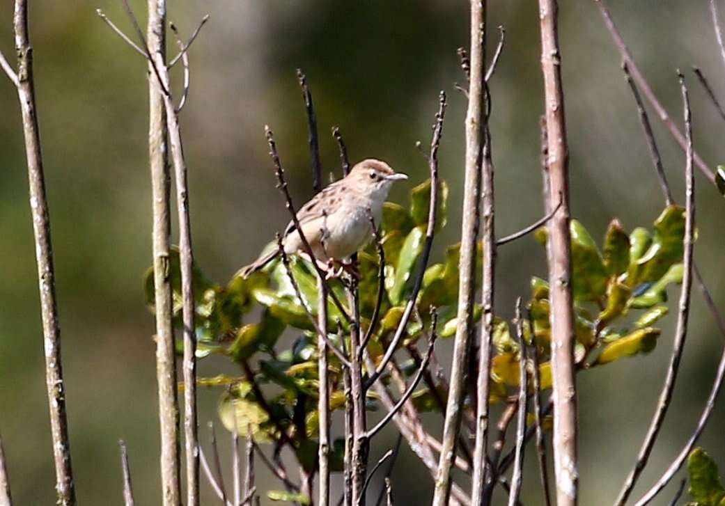 Image of Madagascan Cisticola