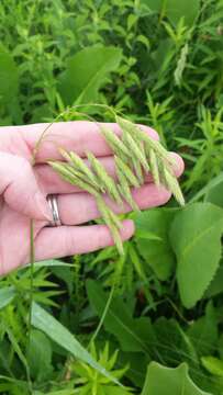 Image of arctic brome