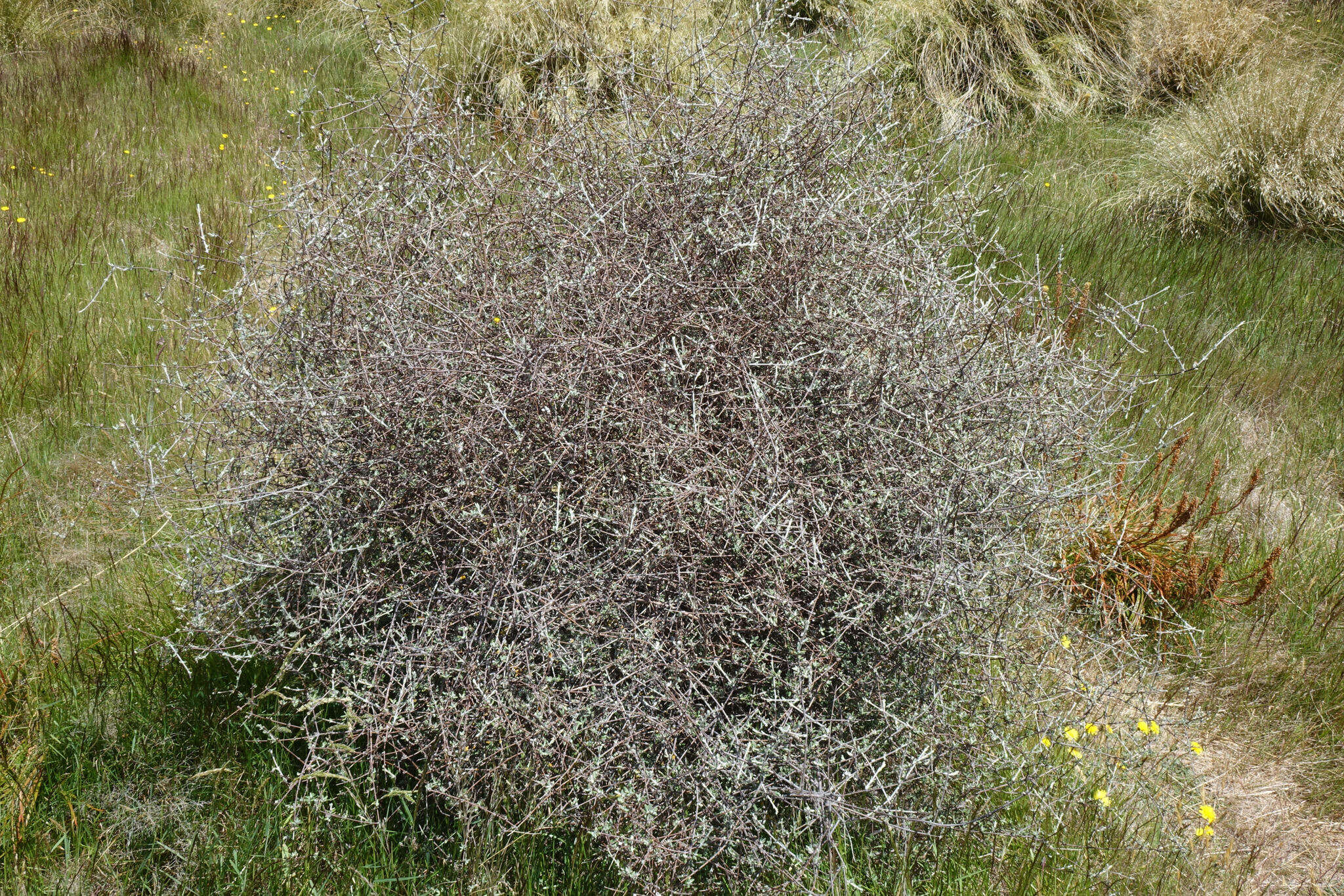 Image of Olearia bullata H. D. Wilson & P. J. Garnock-Jones