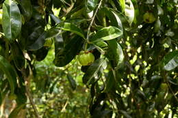 Image of Garcinia atroviridis Griff. ex T. Anders.