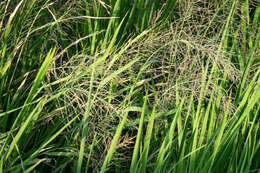 صورة Leptochloa chinensis (L.) Nees